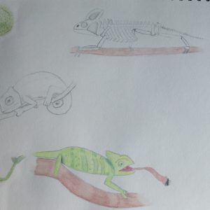 vijf verschillende tekeningen van een kameleon, links boven een oog, rechts een skelet, midden een kameleon op een tak zonder kleur, links van onderen en rechts een kameleon die een vlieg eet